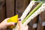 The Succos festival celebration. A close-up of female hands which holding a lulav in a sukka. Waving the four species: an etrog, palm frond, myrtle and willow twigs. The Jewish holiday of Sukkot.