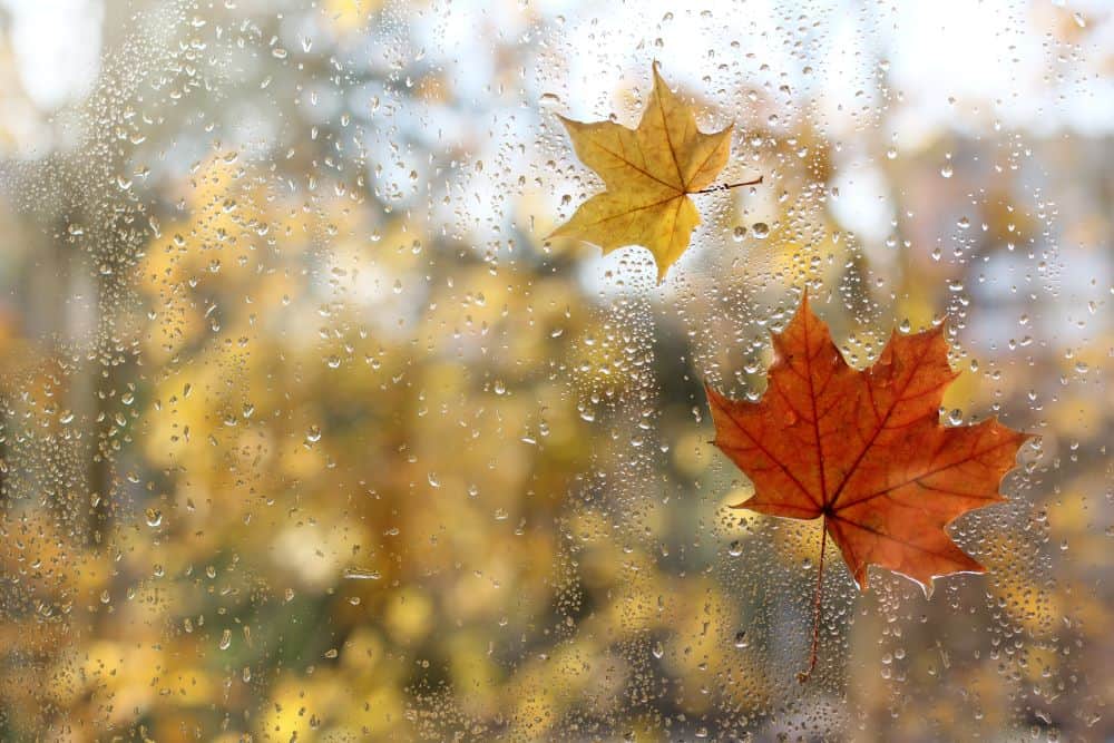 Leaves stucked on wet window