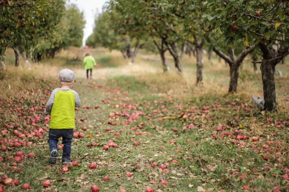 Two children picking fruits in fall while on Sukkot vacation